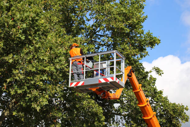 Best Leaf Removal  in Russellville, AR