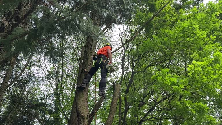 Best Stump Grinding and Removal  in Russellville, AR