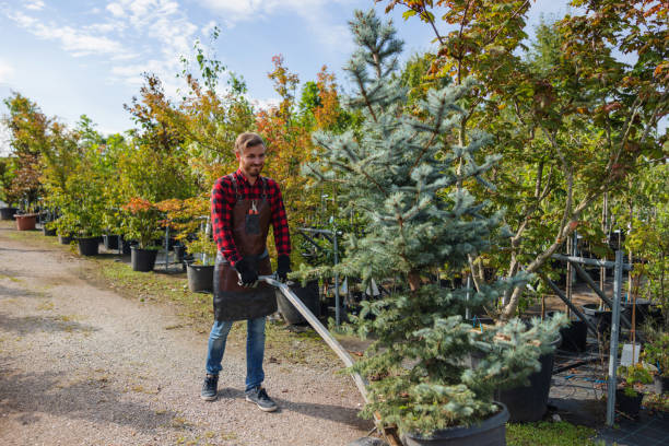 Best Tree and Shrub Care  in Russellville, AR