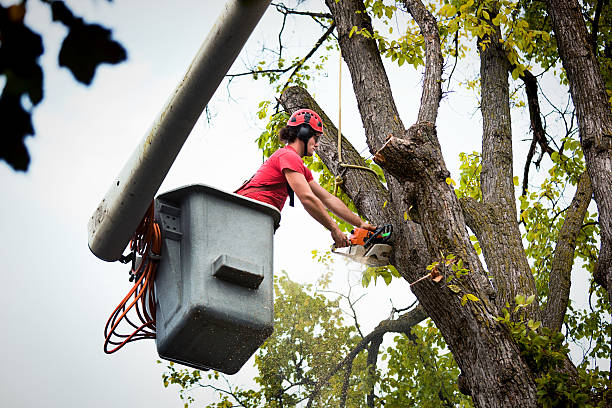 Best Storm Damage Tree Cleanup  in Russellville, AR