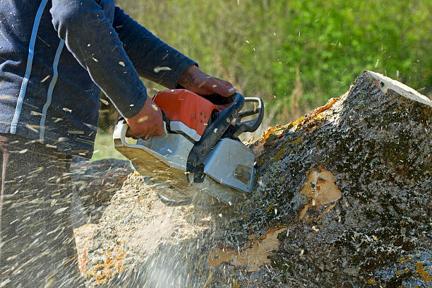 Best Hazardous Tree Removal  in Russellville, AR