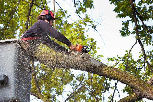 Best Root Management and Removal  in Russellville, AR